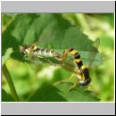 Sphaerophoria cf scripta - Gemeine Stiftschwebfliege 00.jpg